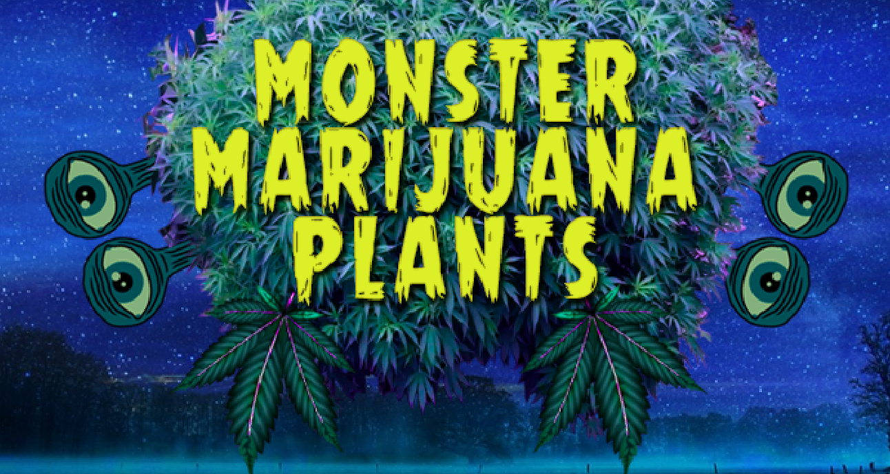Green Thumb Farmers Growing Cannabis Into Giant Monster Plants