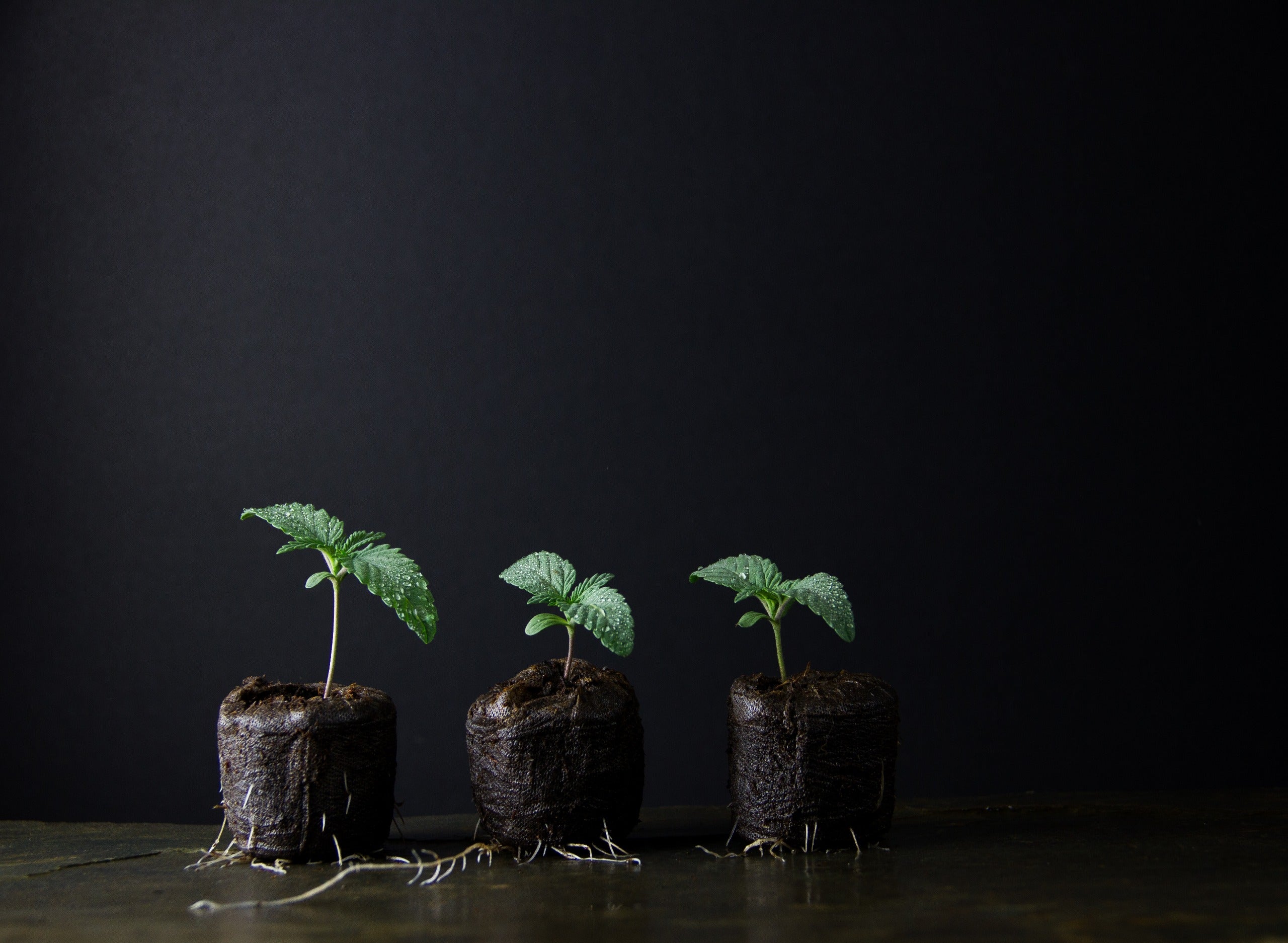 How to Care for Cannabis Seedlings and Avoid Stunted Growth