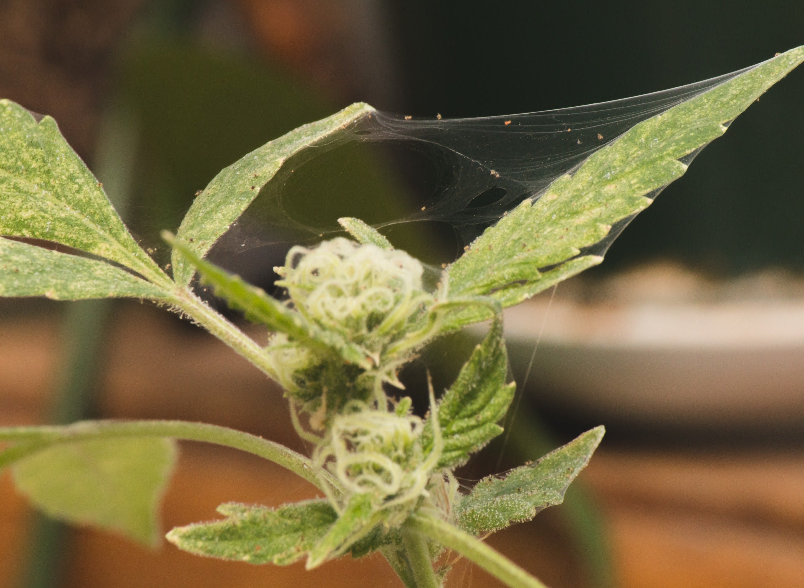How to Get Rid of Spider Mites on Cannabis Plants