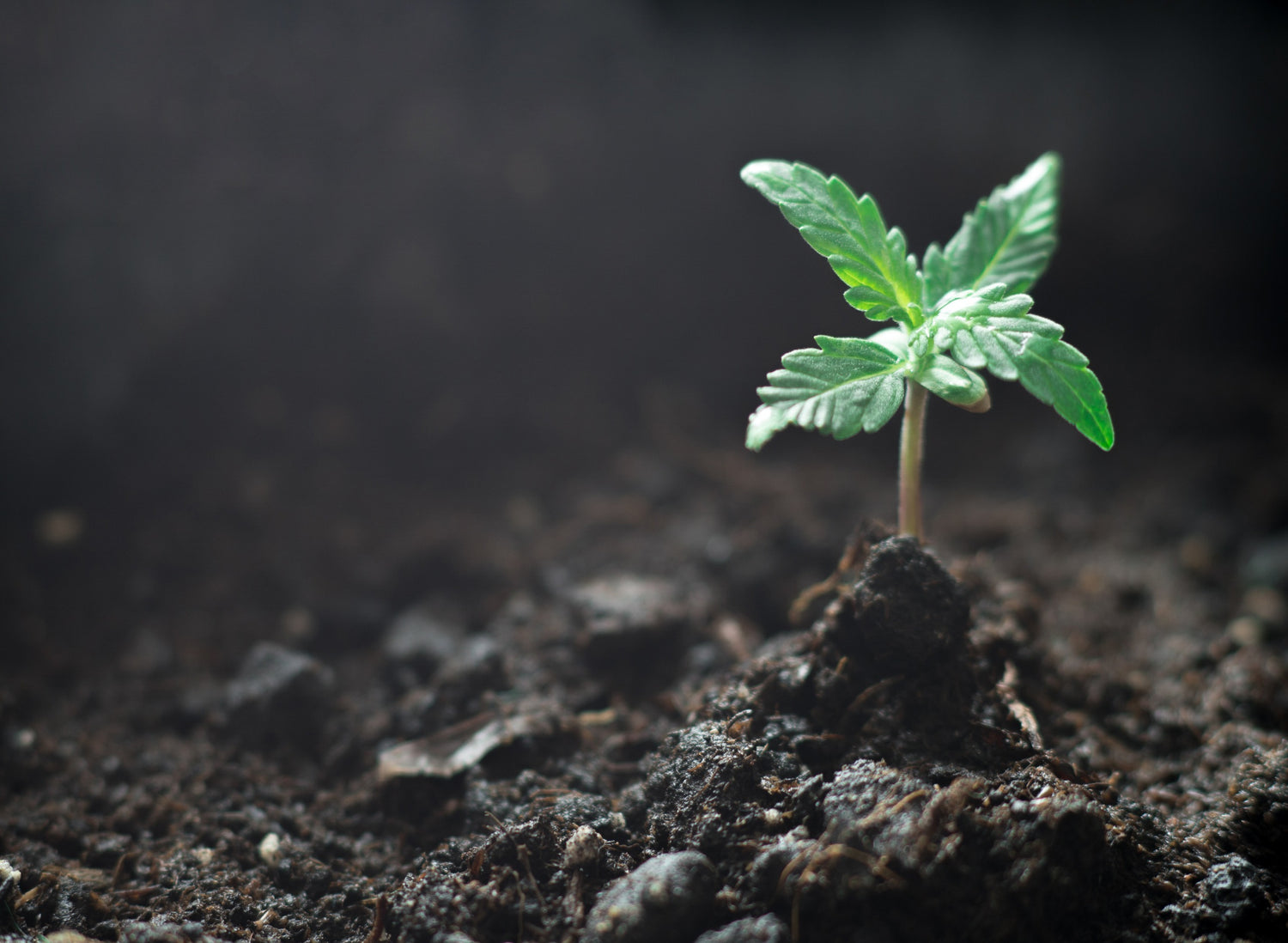 The Cannabis Seedling Stage: Everything You Need to Know