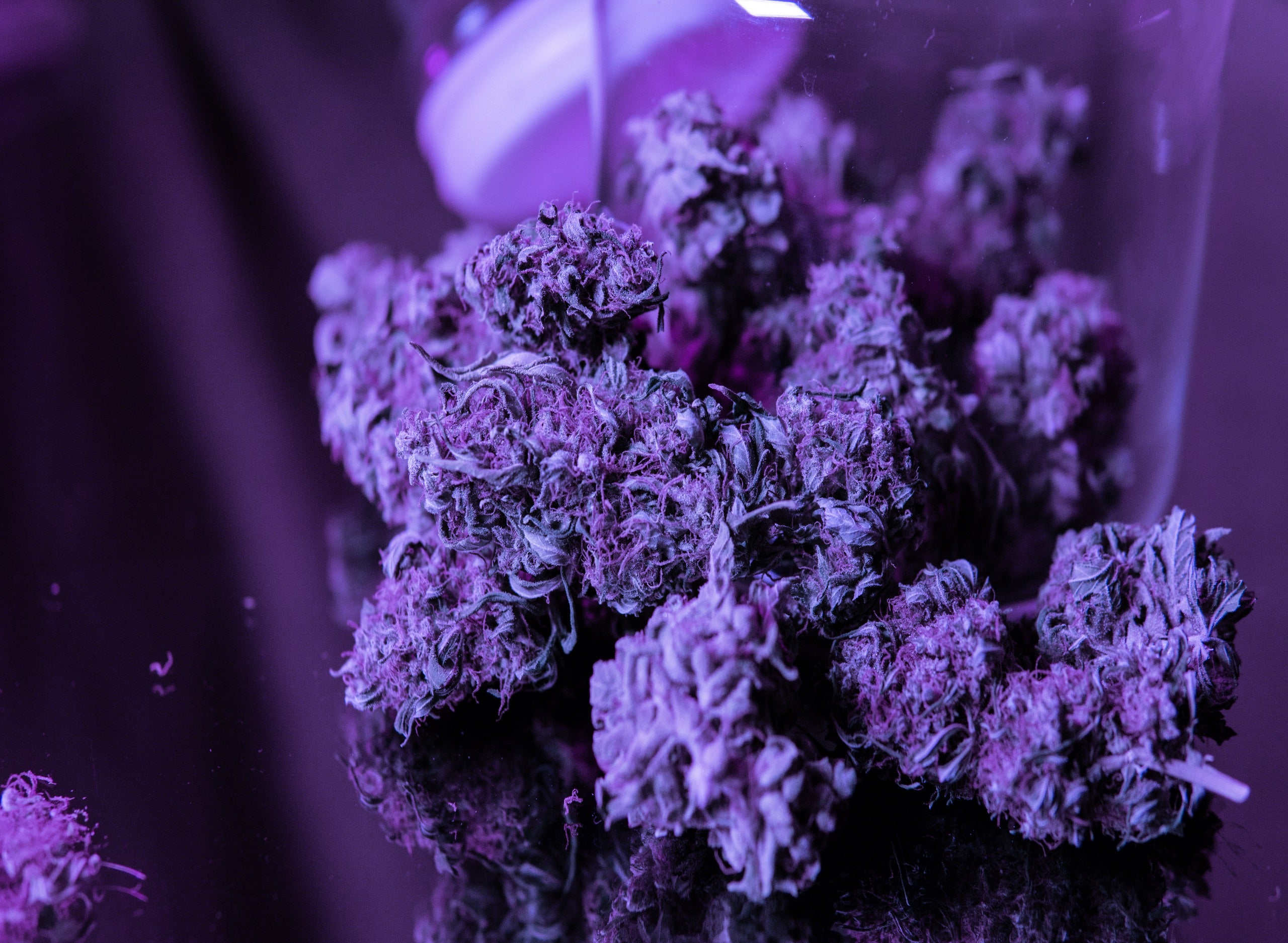 Cannabis Strain Overview: Purple Haze