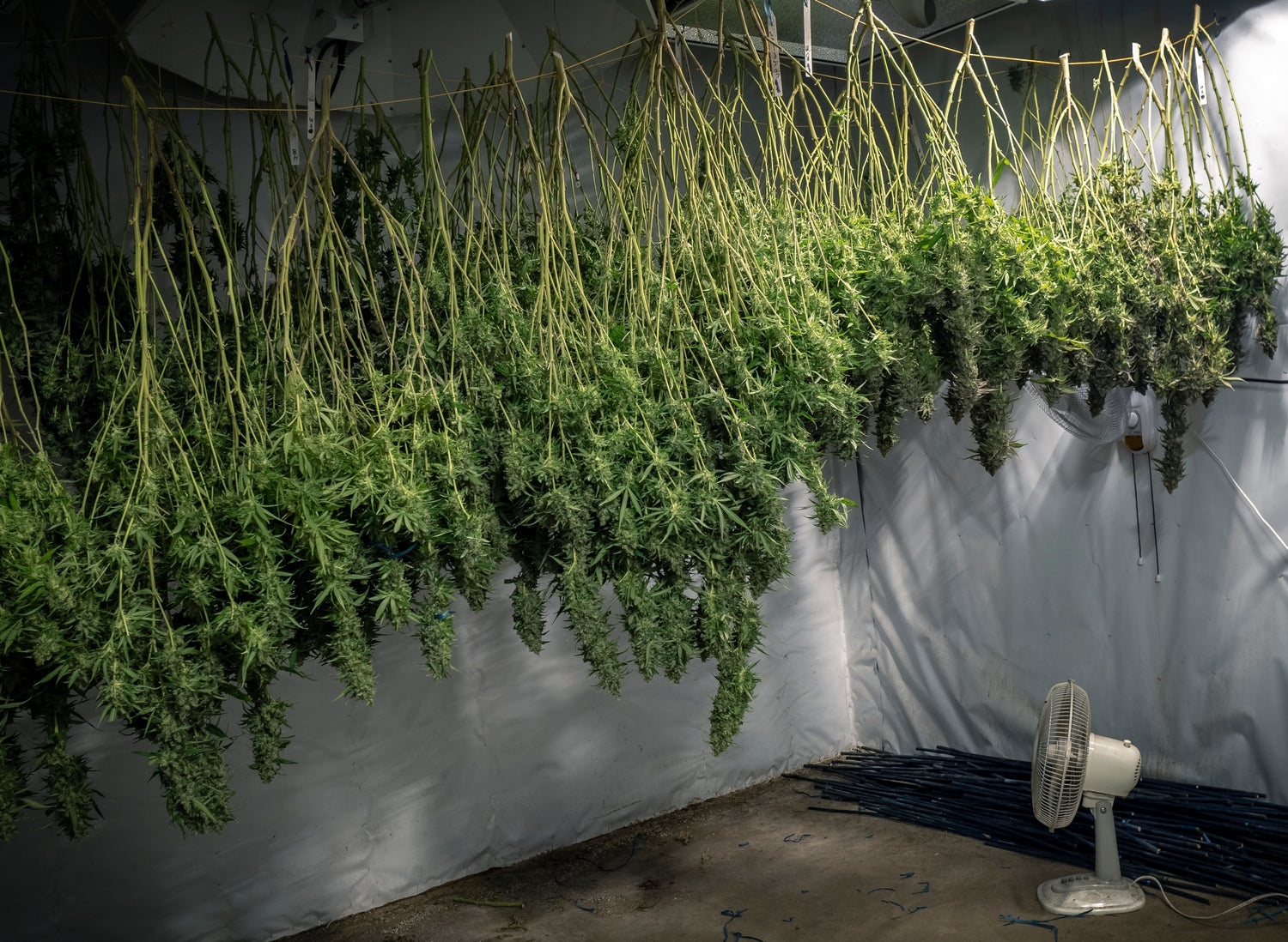 How to Dry Cannabis The Right Way: A Complete Guide