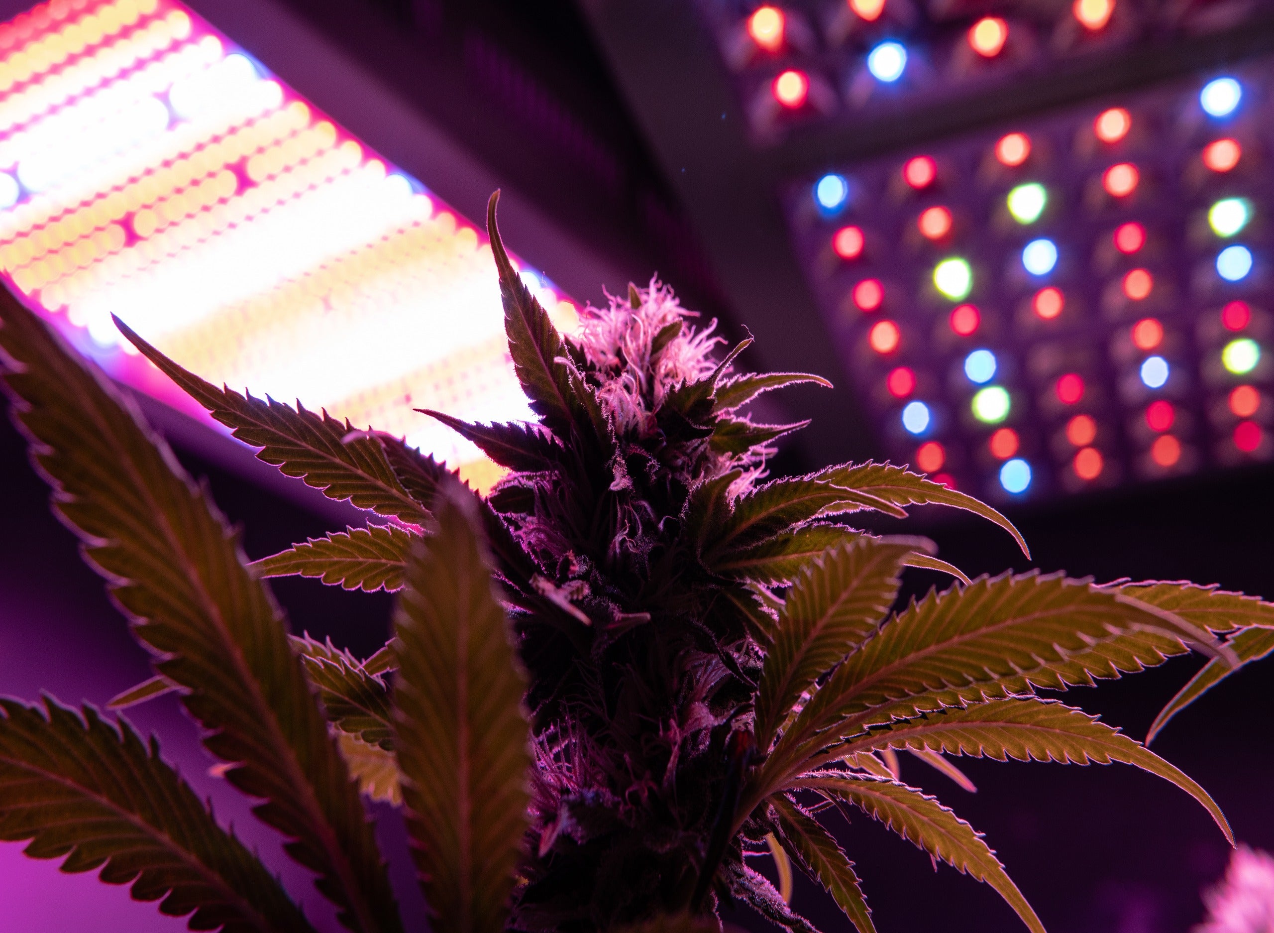 An Overview of Cannabis Grow Lights: Heat, Cost, Yields
