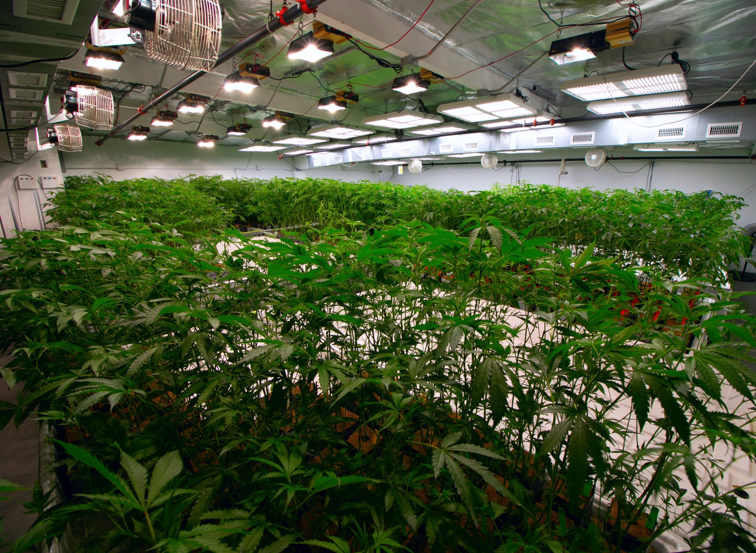 How to Set Up a Cannabis Grow Room