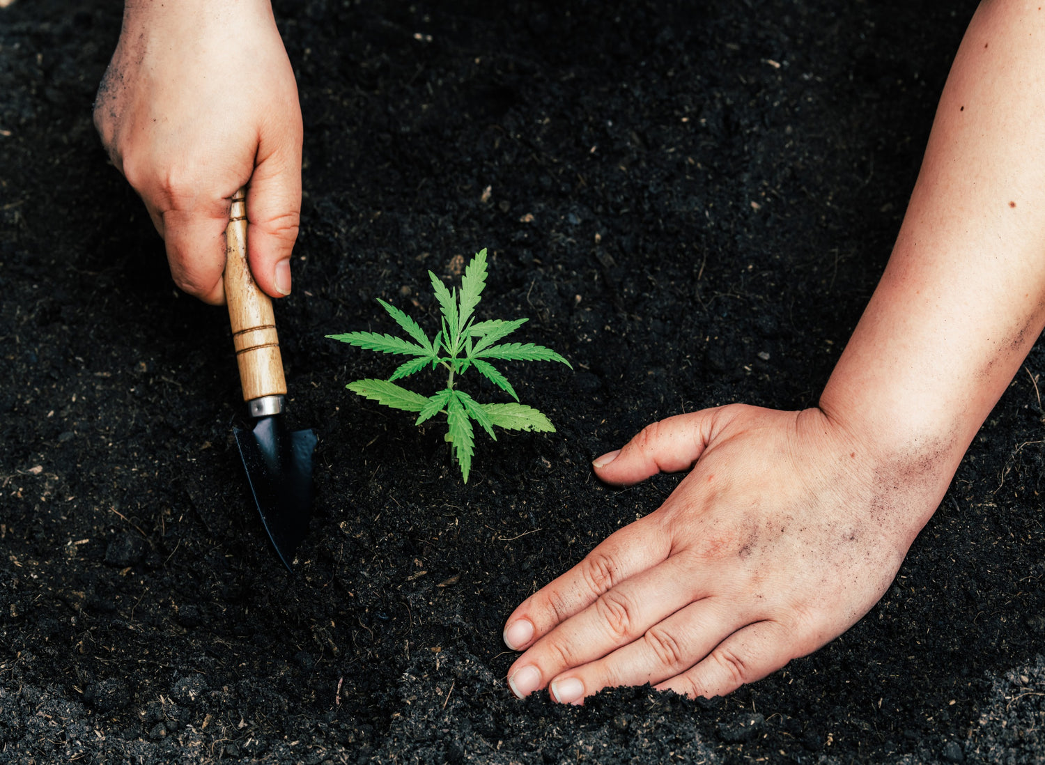 Cannabis Fertilization: How Does It Work?