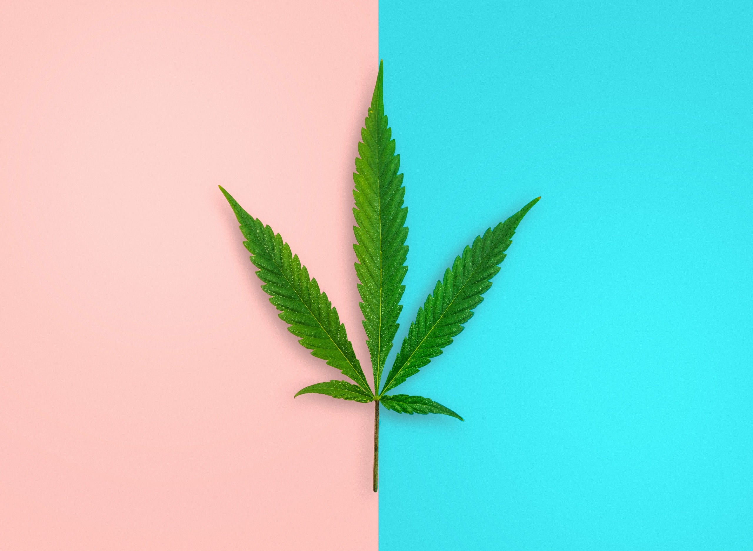 Male Cannabis Plants vs Female Cannabis Plants: Differences &amp; Similarities
