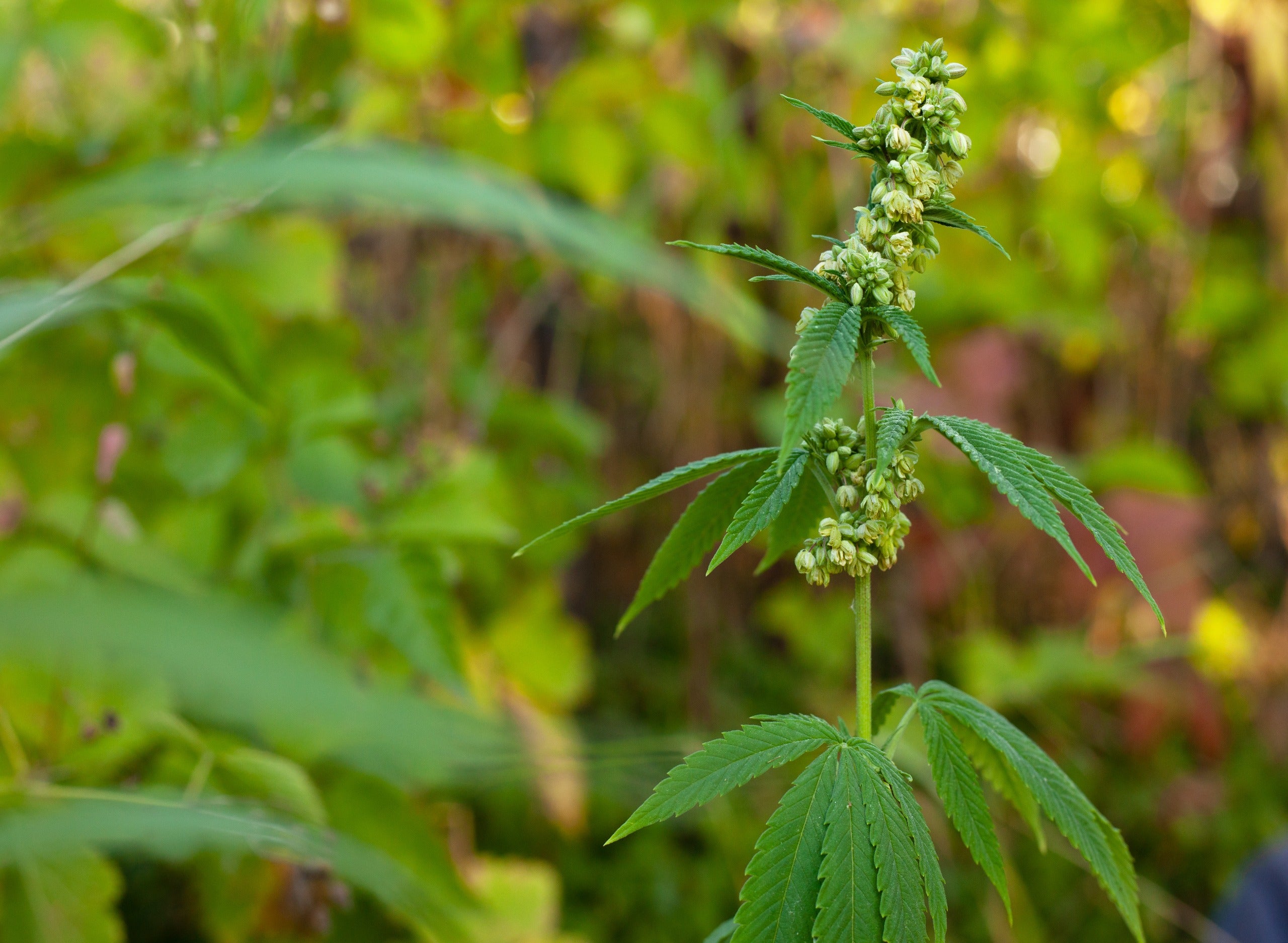 What is Photoperiod Cannabis? What You Should Know