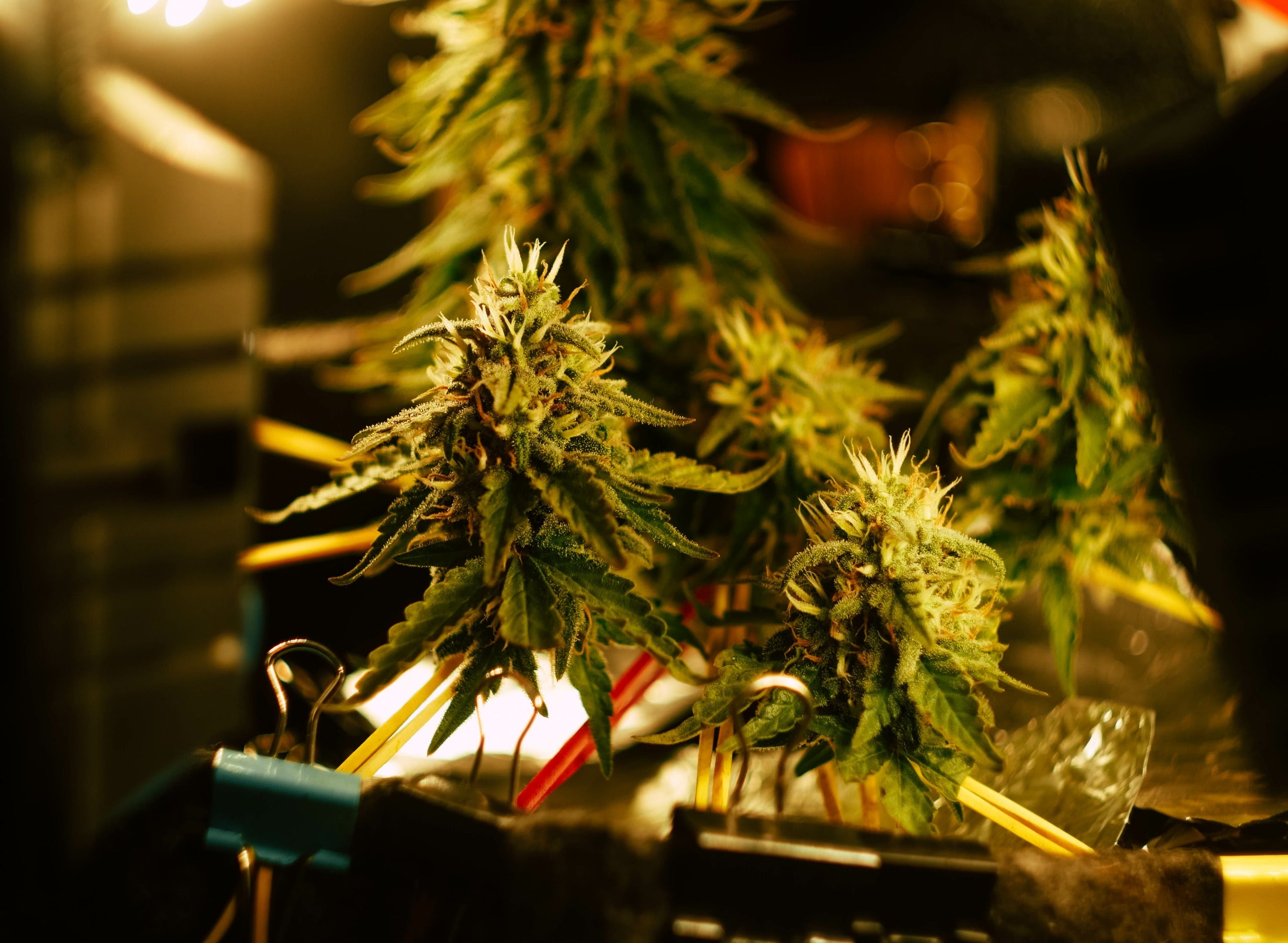 Autoflower Cannabis: What Is it? Pros &amp; Cons of Autoflowering