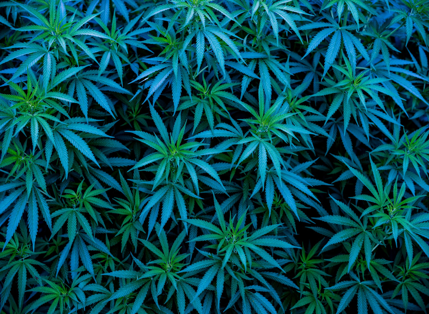 Cannabis Strain Overview: Blue Dream