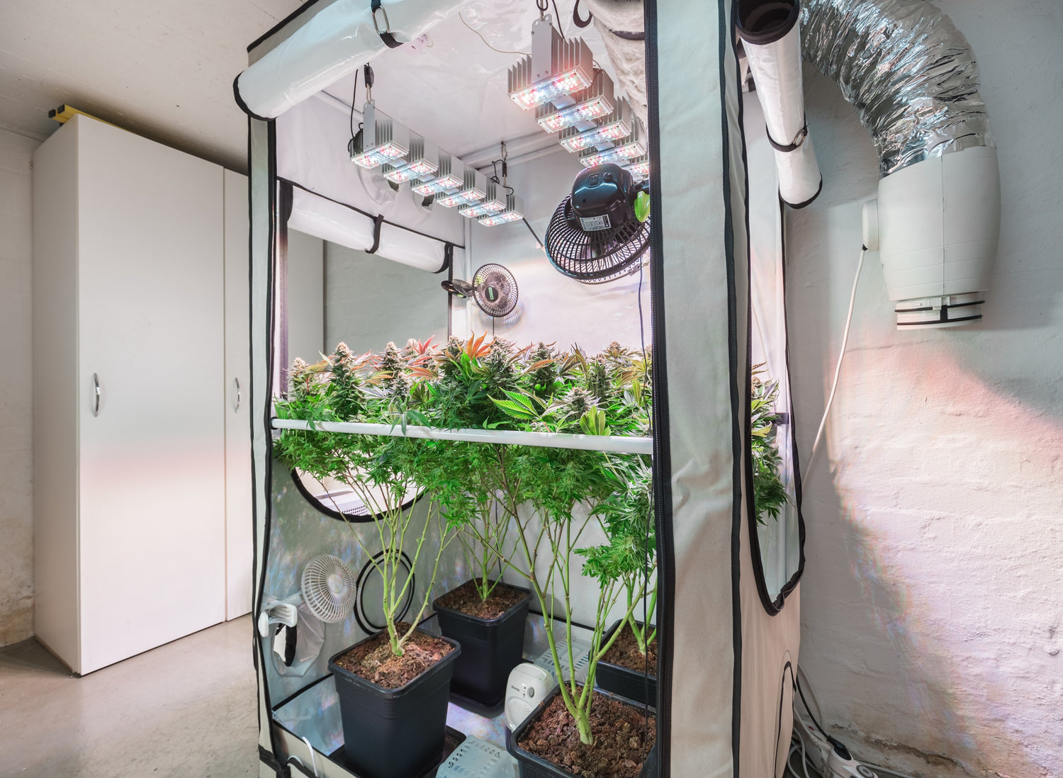 Marijuana Grow Tents: A Complete Guide