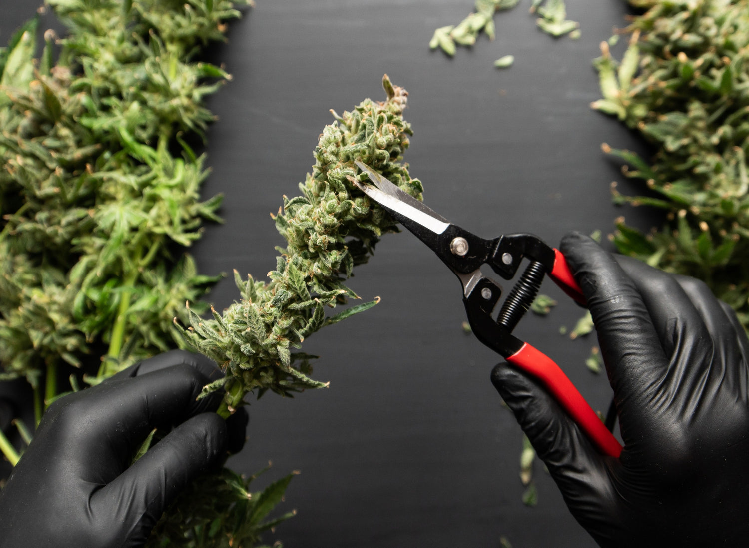 Understanding the importance of trimming in cannabis cultivation