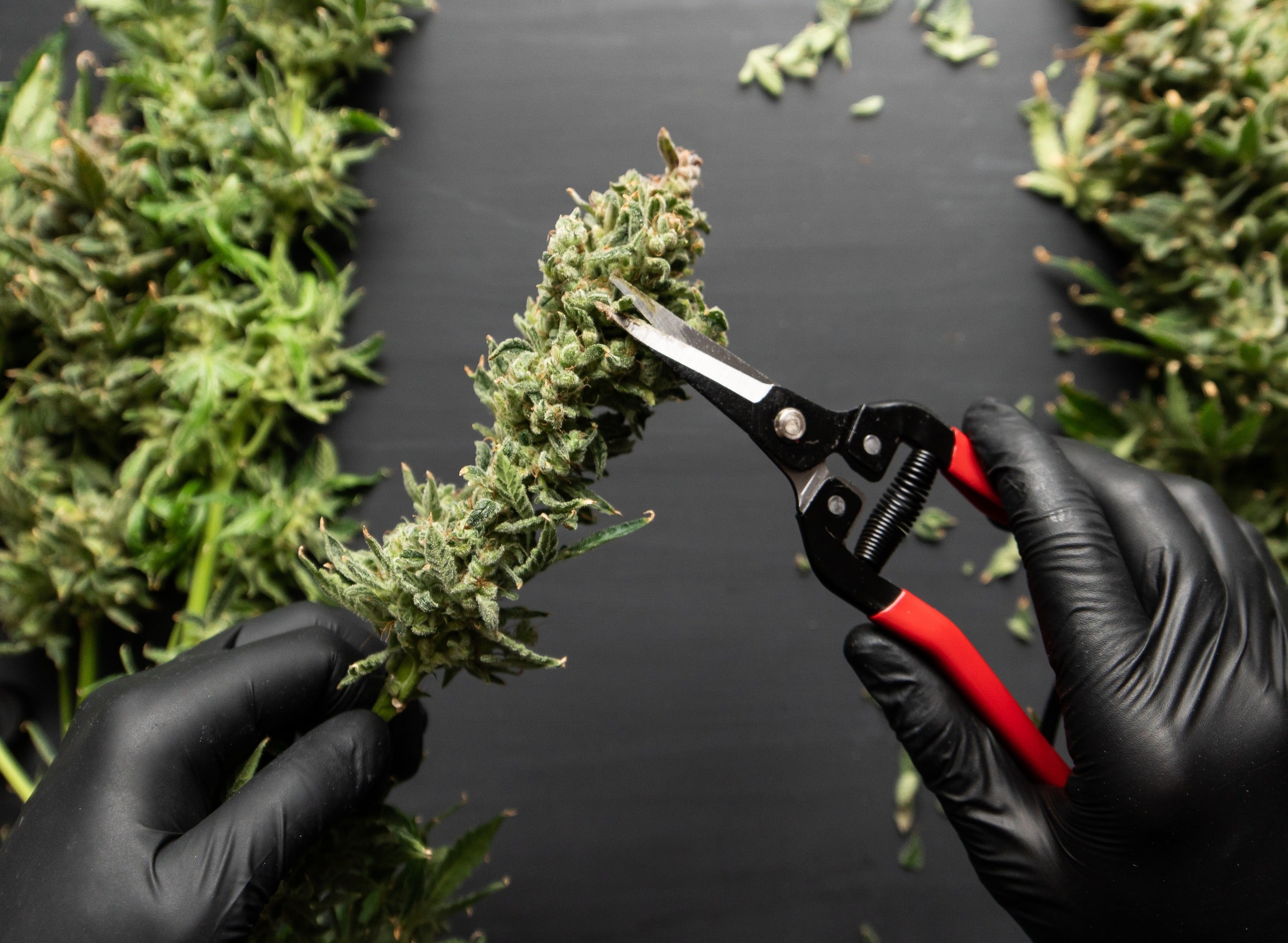 How to Trim Cannabis: A Complete Guide