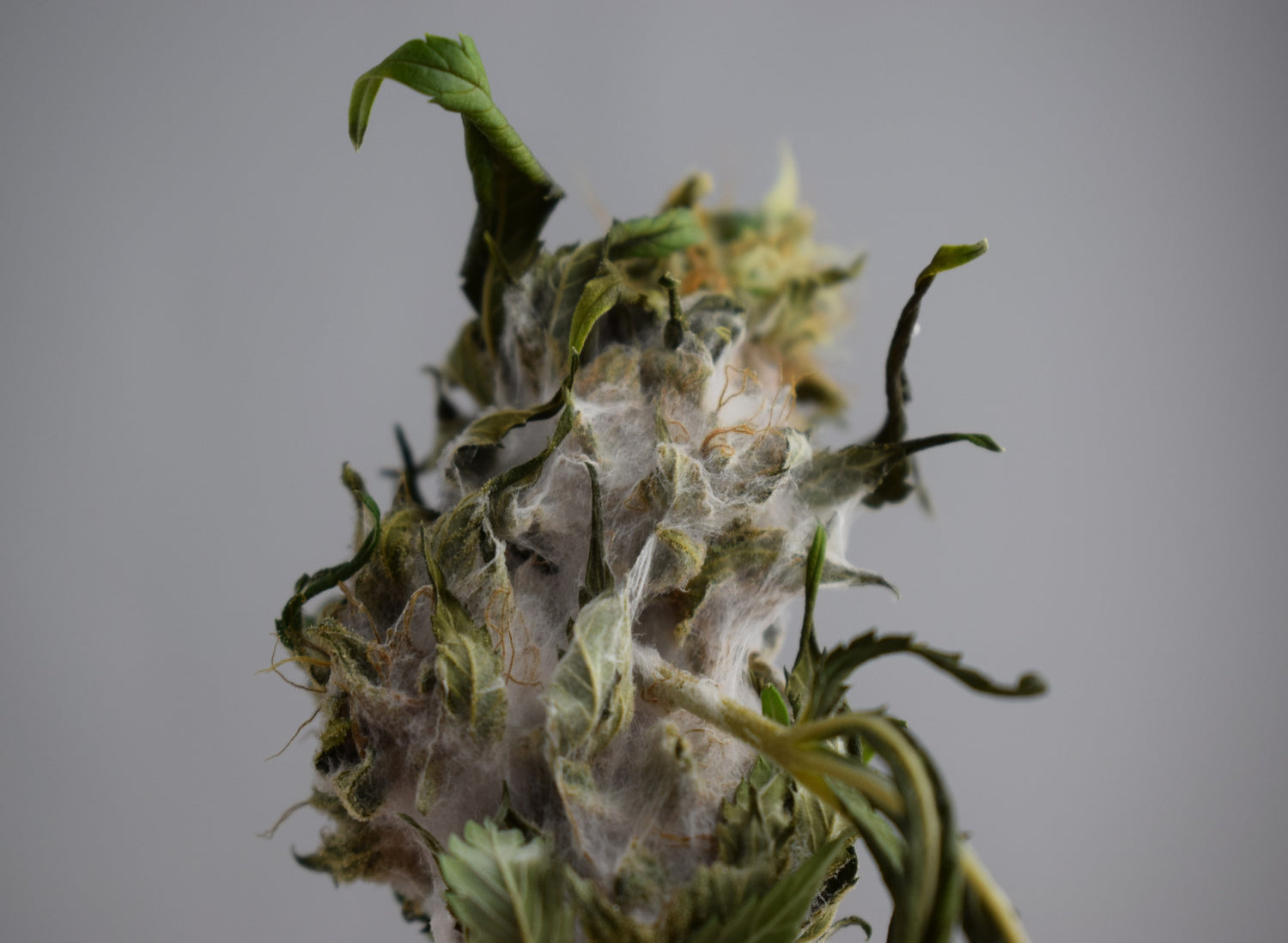Moldy Weed: How to Identify &amp; Handle