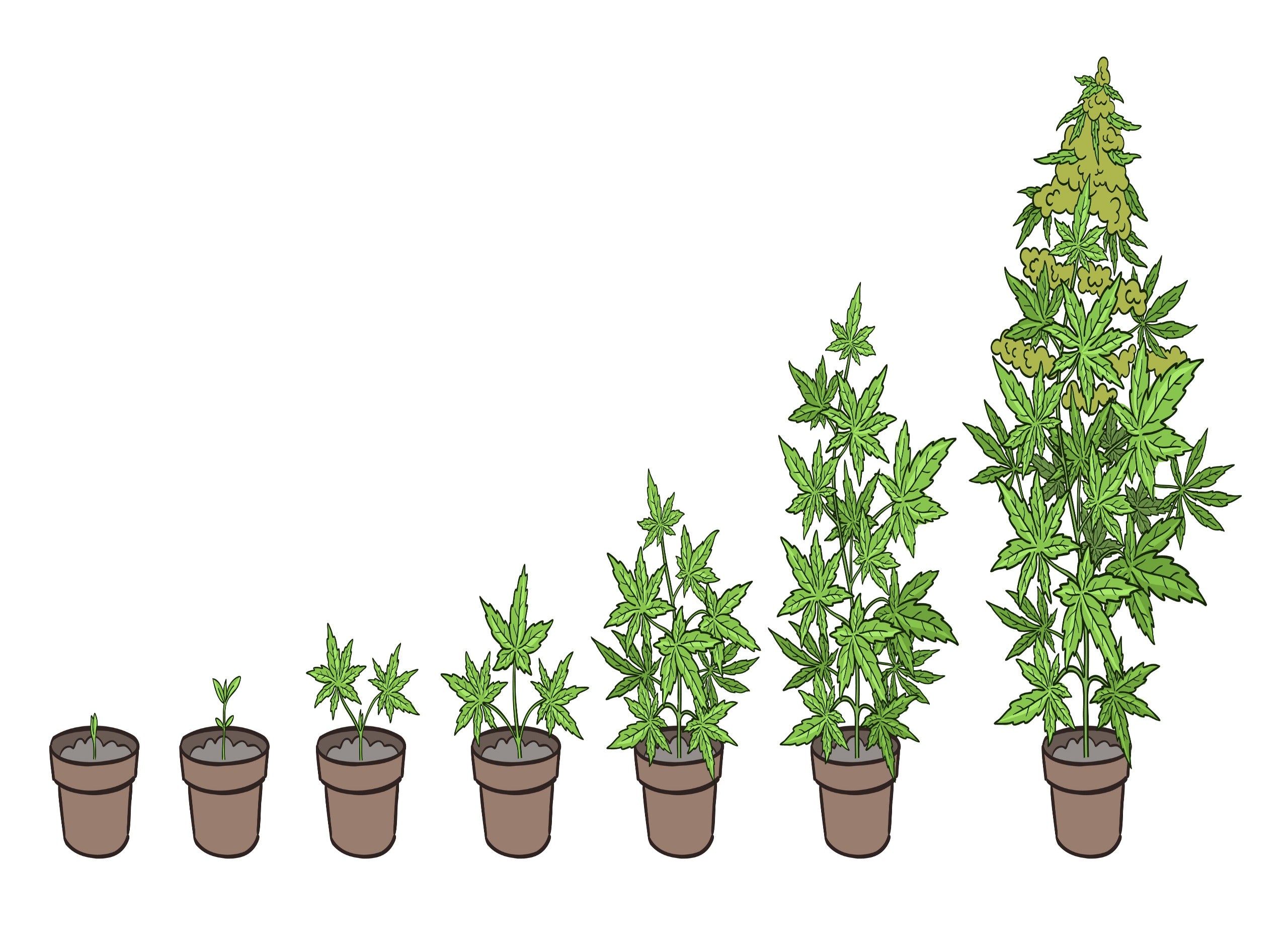 A Comprehensive Guide To The Cannabis Flowering Phase