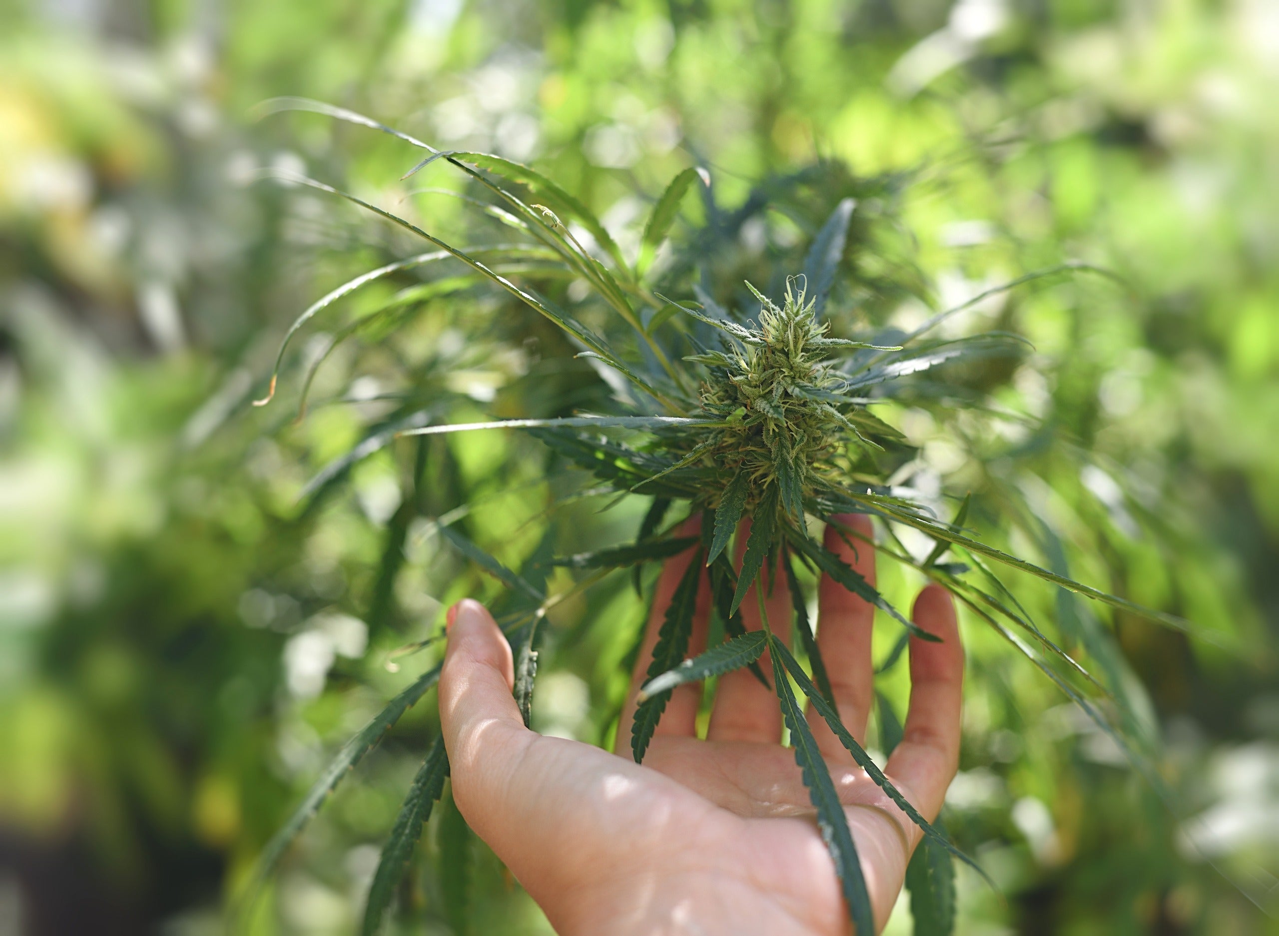 How to Cure Cannabis: An In-depth Guide