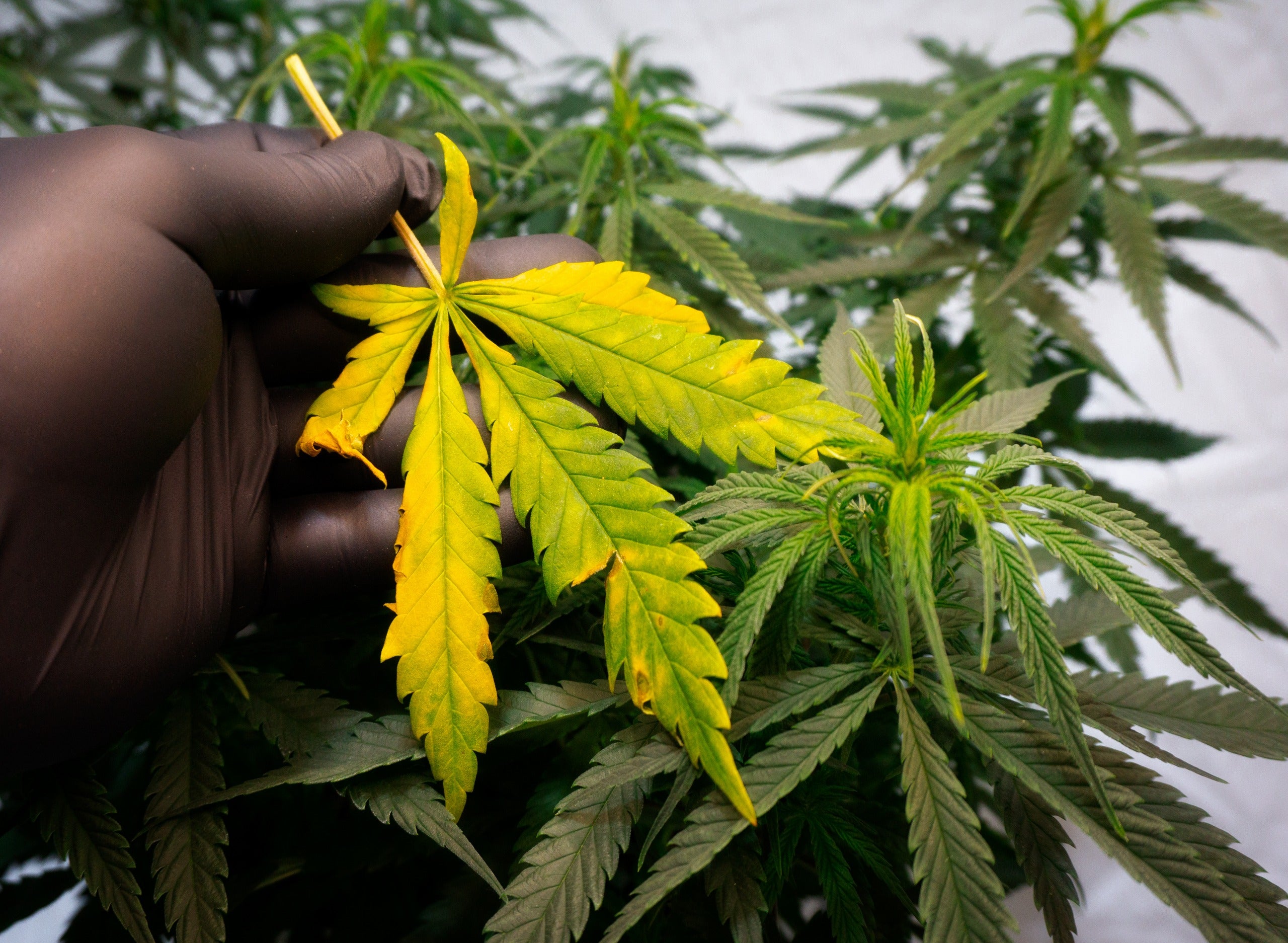 Learn How To Trim Weed And Improve Your Buds' Potency And Quality In A Snip  - Herbies