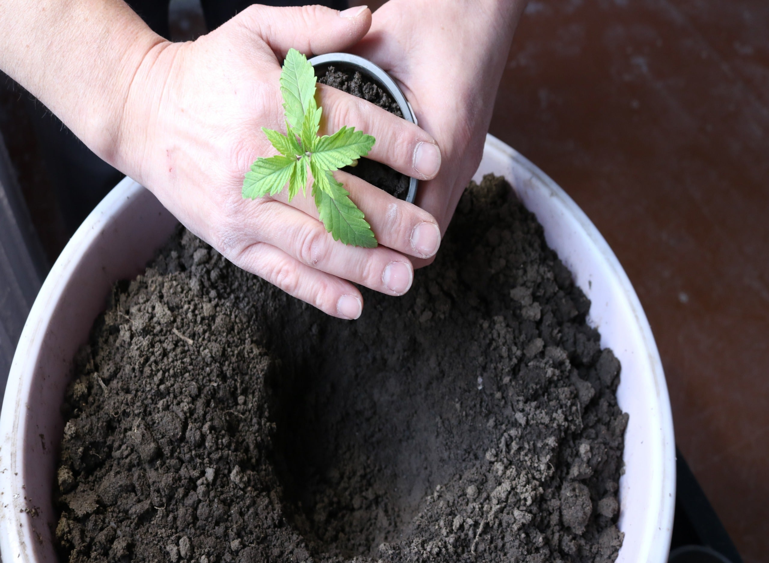 How and When to Transplant Your Cannabis Plants 