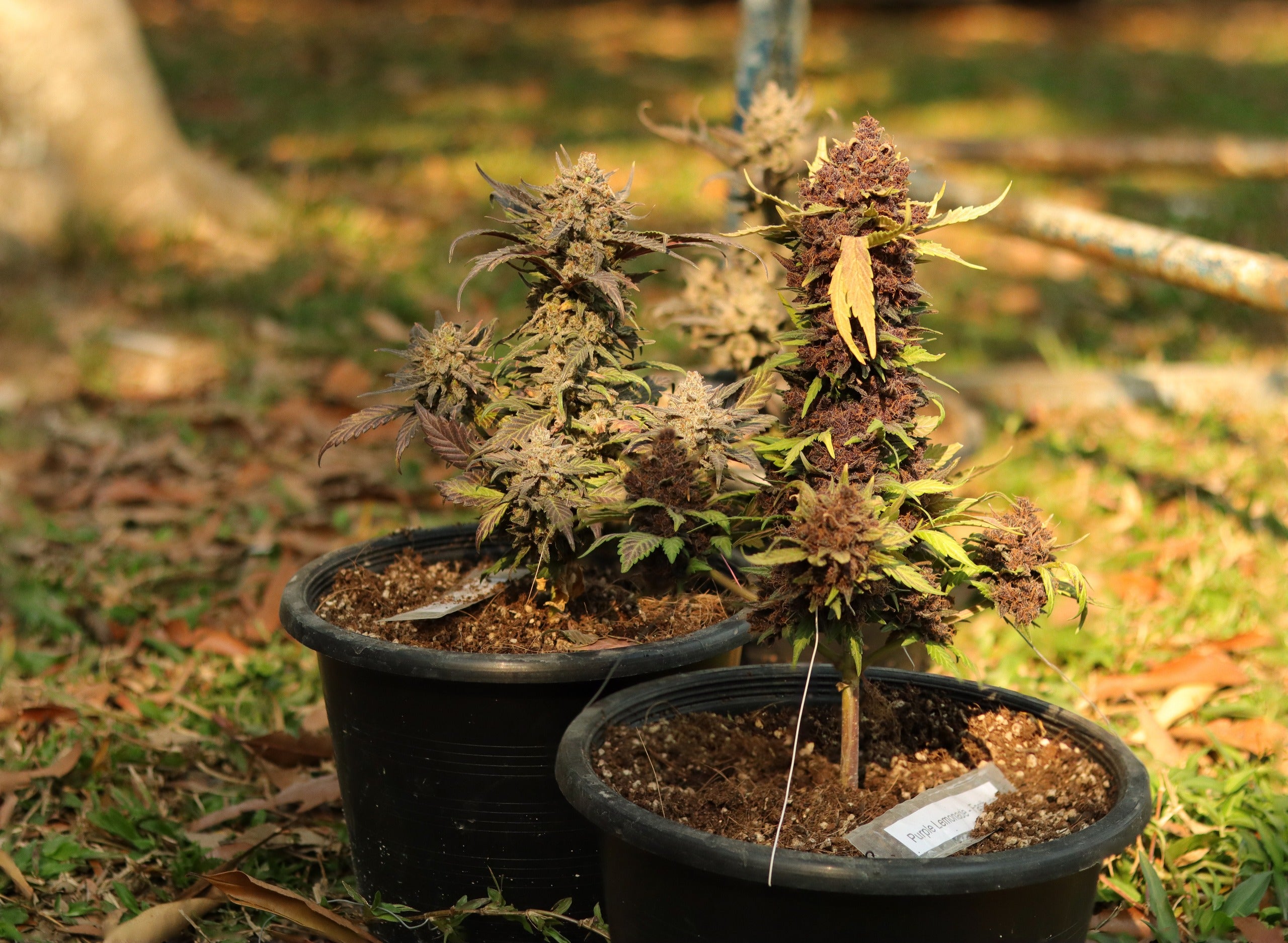 Cannabis Bonsais &amp; How to Grow One