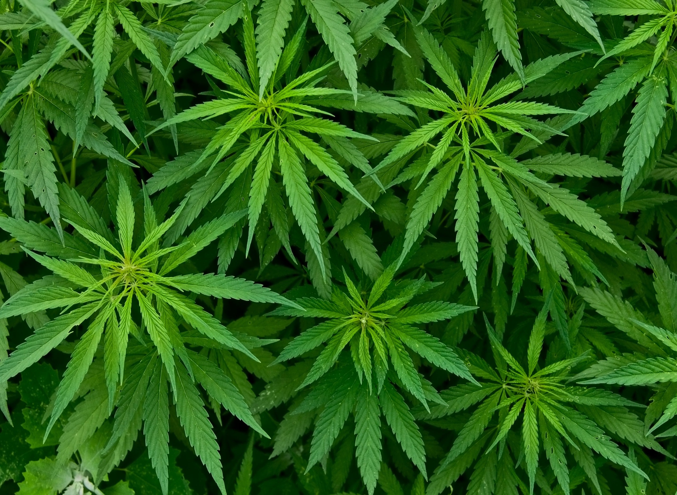 What Marijuana Leaves Can Tell You