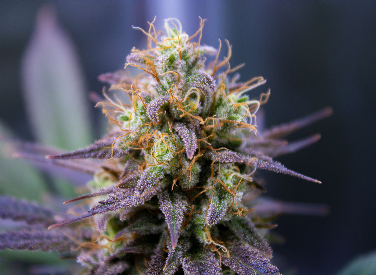 Cannabis Trichomes Overview