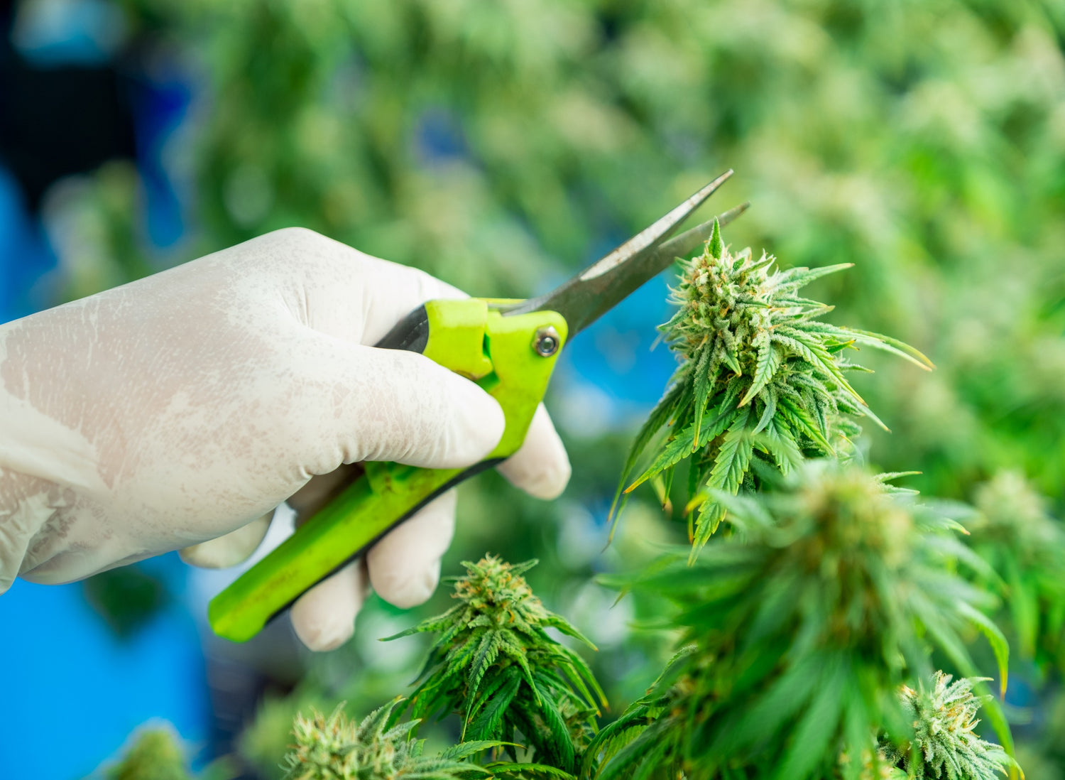 Pruning Cannabis for Optimal Yield &amp; Quality