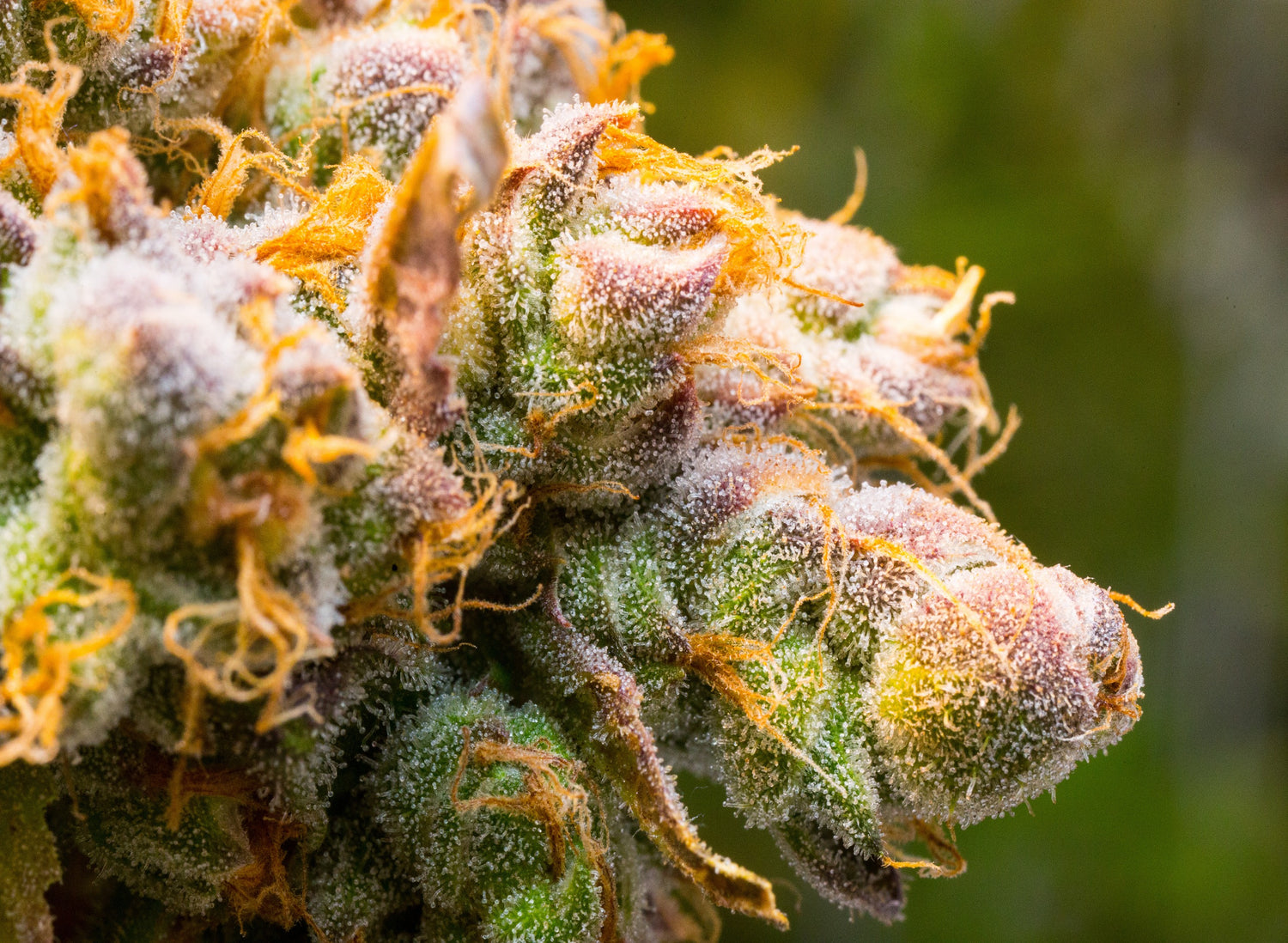 Cannabis Trichomes: All You Need To Know 