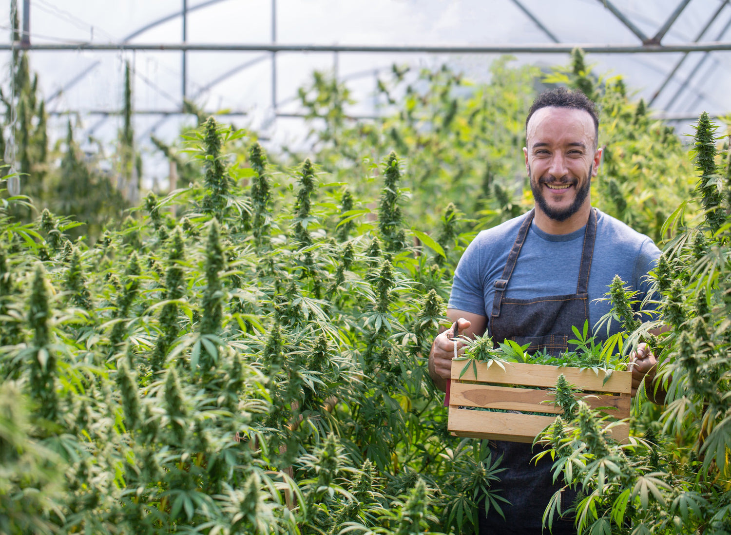 weighing marijuana buds on a scale. Fresh cannabis harvest Stock