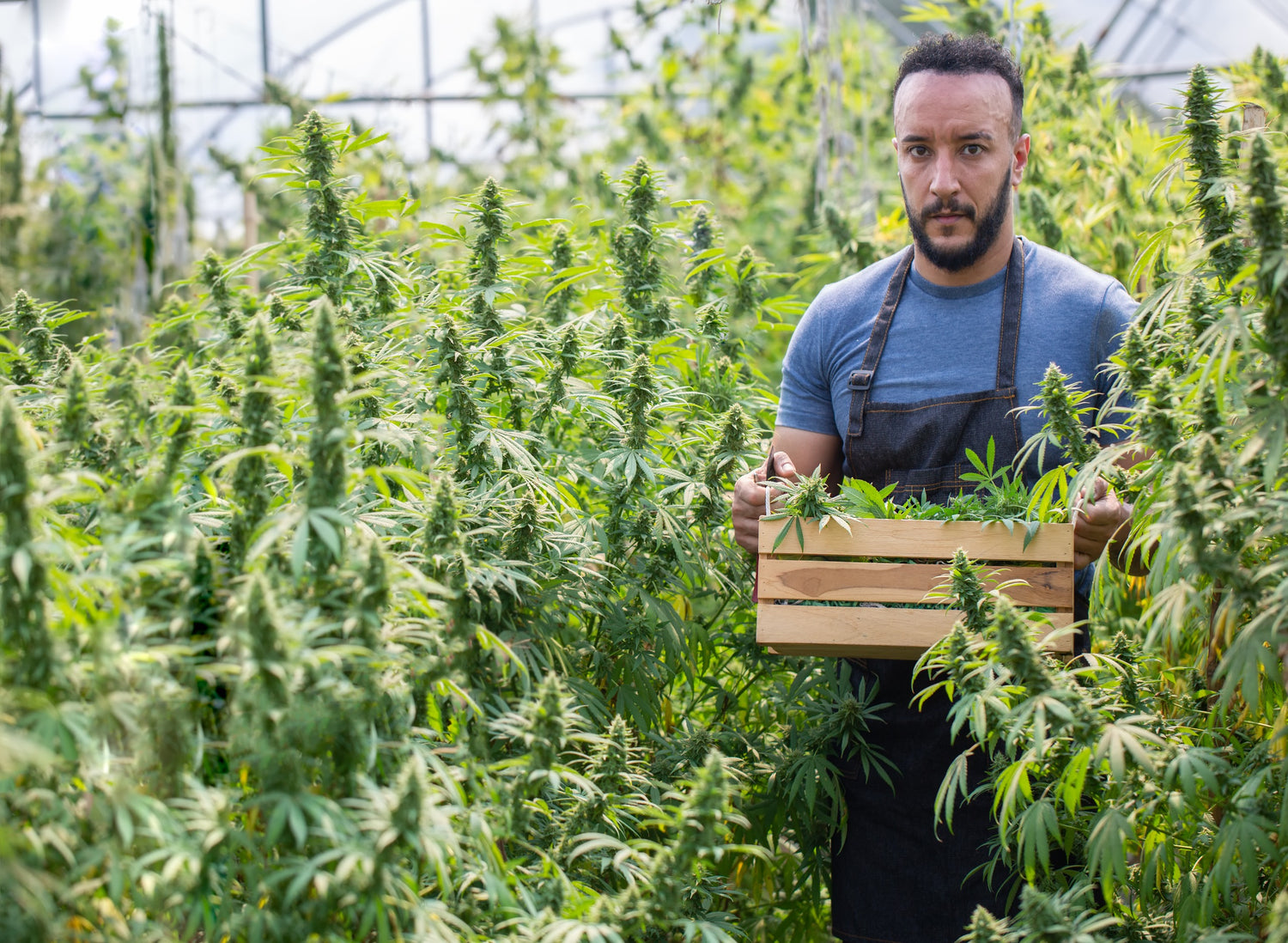 Best High-End Gifts for Weed Growers