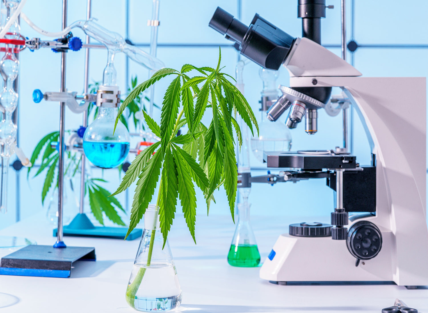 Cannabis Testing: Potency, Compliance, &amp; More