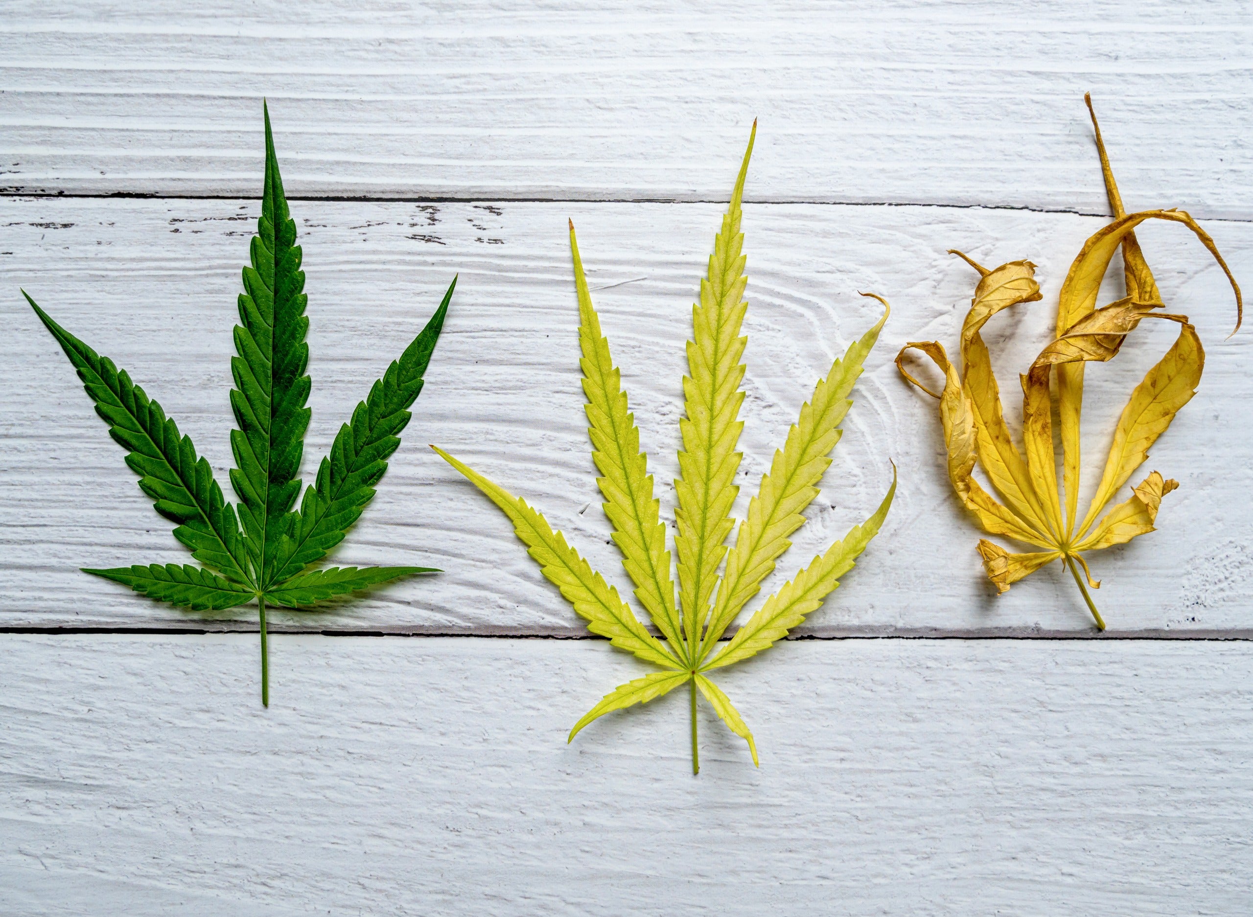 Marijuana Plant Nutrient Deficiencies - Marijuana Packaging