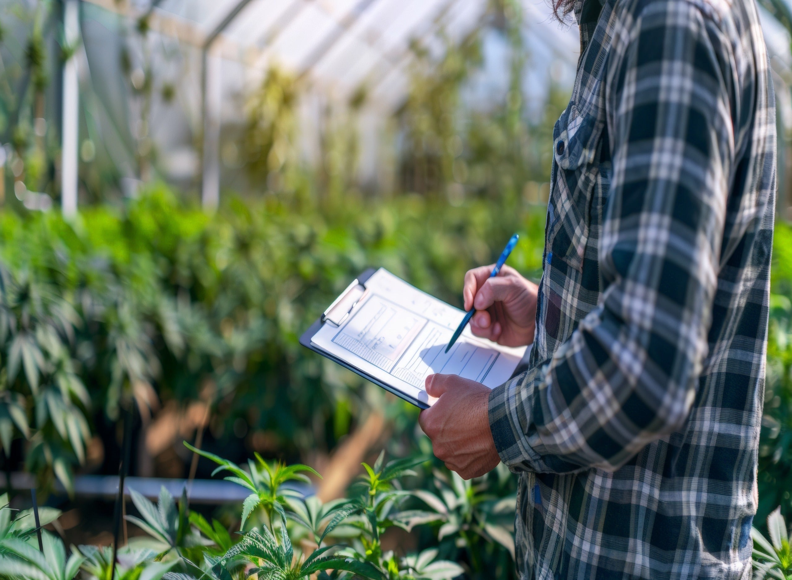 Elevating Hemp Cultivation: Implementing SOPs for Quality and Consistency