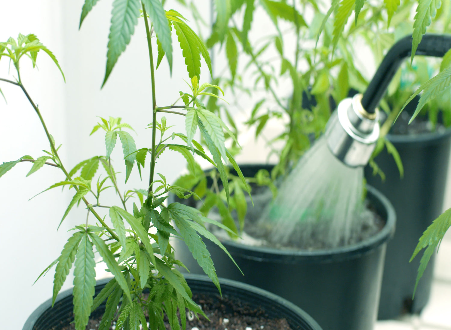 Flushing Cannabis Plants: When and How?