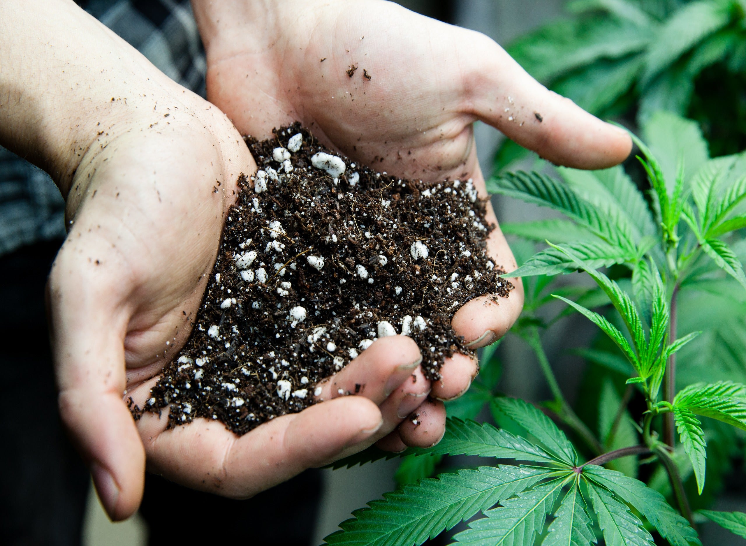 A Quick Guide to Building the Best Soil for Cannabis 