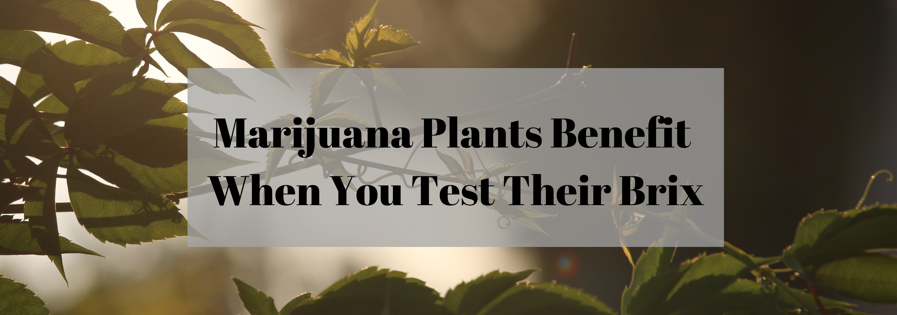 Marijuana Plants Benefit When You Test Their Brix