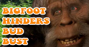 Marijuana Plants Nabbed in Bigfoot-Hindered Bust