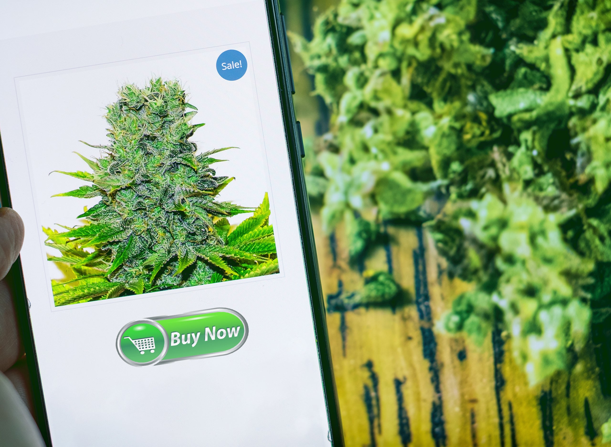 Guide to Weed Delivery Services – Tips & Tricks